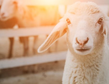 Group of sheep in farm