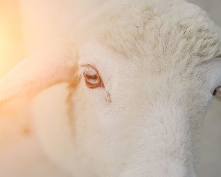 Portrait of sheep farm animals