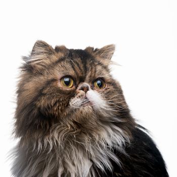 The Persian cat dark isolated on a white background