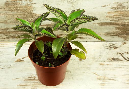 Bryophyllum daigremontianum, also called mother-of-millions, mother-of-thousands, alligator plant, or Mexican hat plant is a succulent plant native to Madagascar.Horizontal view.