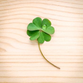 Clovers leaves on Stone .The symbolic of Four Leaf Clover the first is for faith, the second is for hope, the third is for love, and the fourth is for luck. Clover and shamrocks is symbolic dreams .