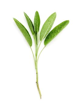 Close Up branch fresh sage leaves isolated on white background . Alternative medicine fresh salvia officinalis.