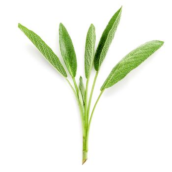 Close Up branch fresh sage leaves isolated on white background . Alternative medicine fresh salvia officinalis.