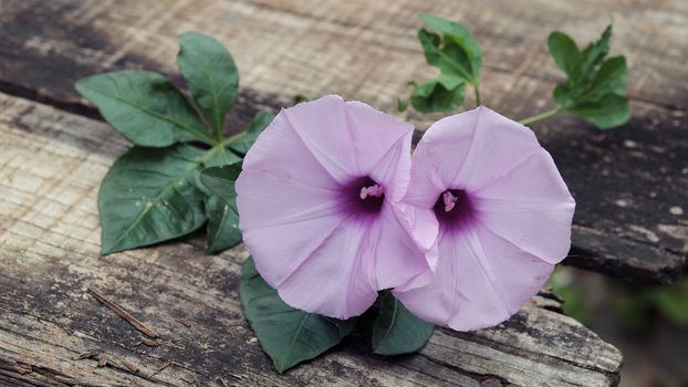 Abstract background with morning glory flower on old wooden background can make for thank you message on valentine day, mother day or father day