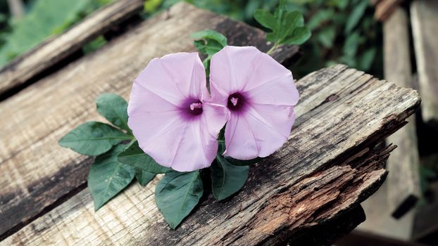 Abstract background with morning glory flower on old wooden background can make for thank you message on valentine day, mother day or father day