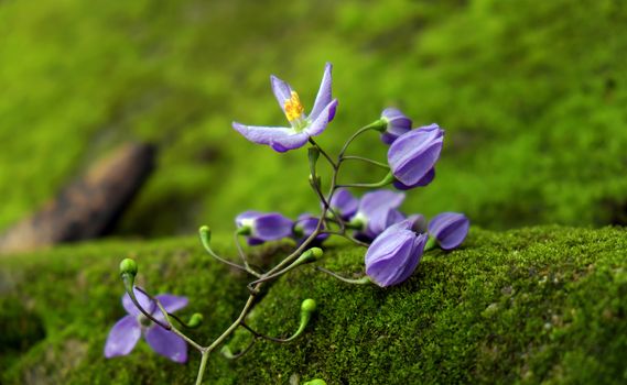Wonderful nature background with beauty violet flowers on green moss background, abstract with close up of purple petal make calm spirit