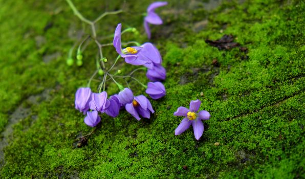 Wonderful nature background with beauty violet flowers on green moss background, abstract with close up of purple petal make calm spirit