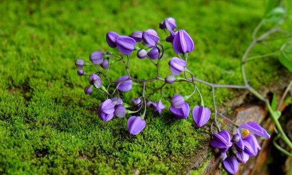 Wonderful nature background with beauty violet flowers on green moss background, abstract with close up of purple petal make calm spirit