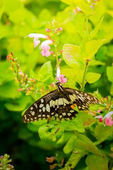 Beautiful Butterfly on Colorful Flower, nature background