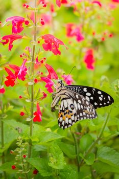 Beautiful Butterfly on Colorful Flower, nature background