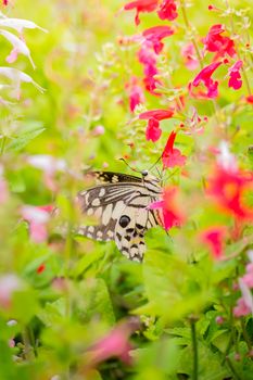 Beautiful Butterfly on Colorful Flower, nature background