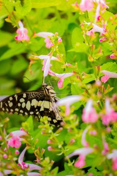 Beautiful Butterfly on Colorful Flower, nature background