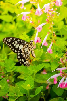 Beautiful Butterfly on Colorful Flower, nature background