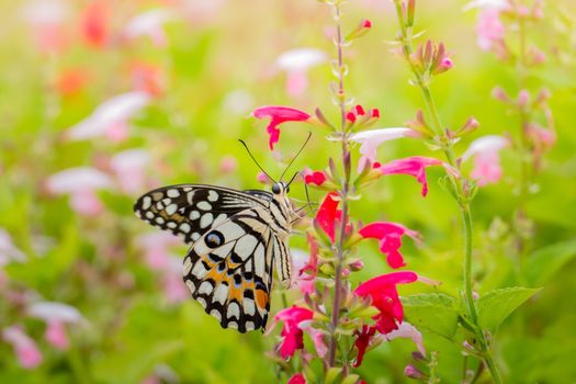 Beautiful Butterfly on Colorful Flower, nature background