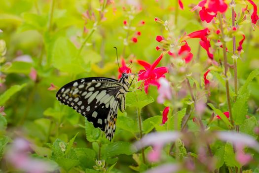 Beautiful Butterfly on Colorful Flower, nature background