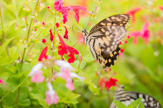 Beautiful Butterfly on Colorful Flower, nature background