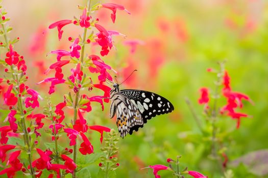 Beautiful Butterfly on Colorful Flower, nature background