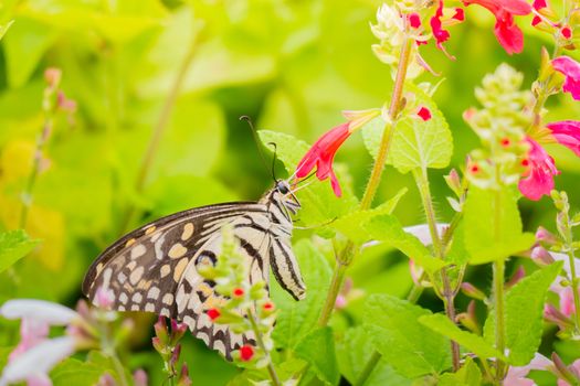 Beautiful Butterfly on Colorful Flower, nature background