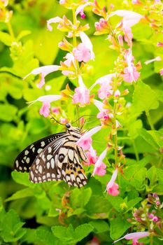 Beautiful Butterfly on Colorful Flower, nature background