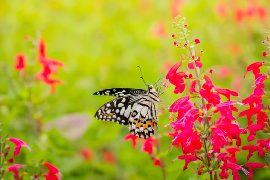 Beautiful Butterfly on Colorful Flower, nature background