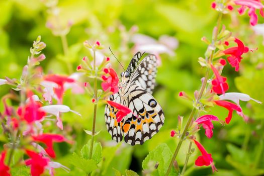 Beautiful Butterfly on Colorful Flower, nature background