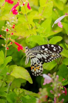 Beautiful Butterfly on Colorful Flower, nature background