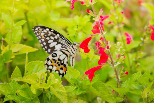 Beautiful Butterfly on Colorful Flower, nature background