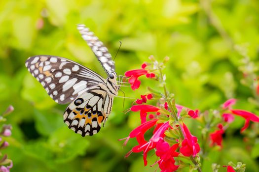 Beautiful Butterfly on Colorful Flower, nature background