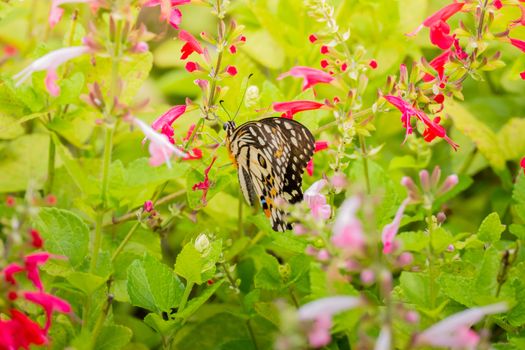 Beautiful Butterfly on Colorful Flower, nature background