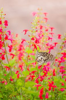 Beautiful Butterfly on Colorful Flower, nature background