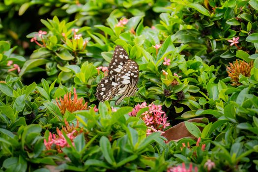 Beautiful Butterfly on Colorful Flower, nature background