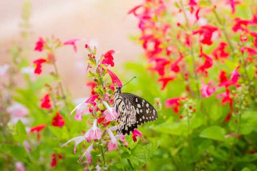 Beautiful Butterfly on Colorful Flower, nature background