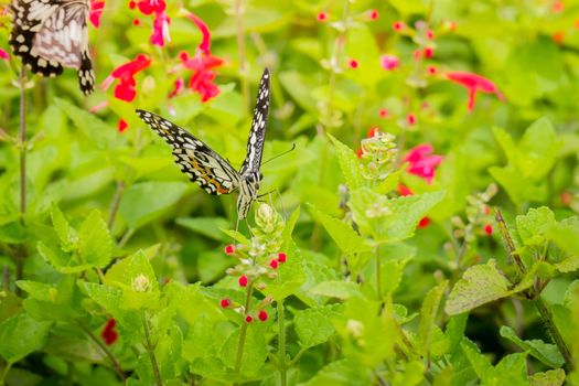 Beautiful Butterfly on Colorful Flower, nature background