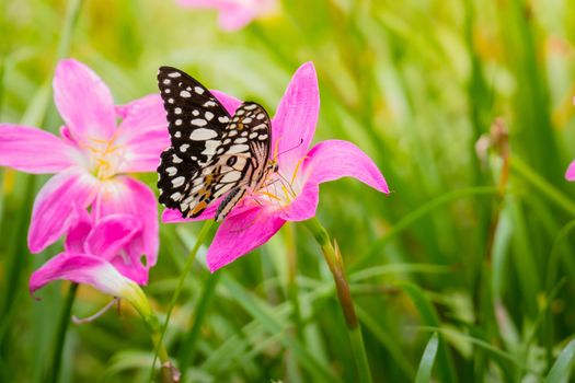 Beautiful Butterfly on Colorful Flower, nature background