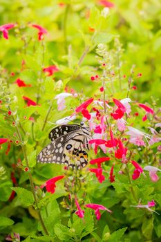 Beautiful Butterfly on Colorful Flower, nature background