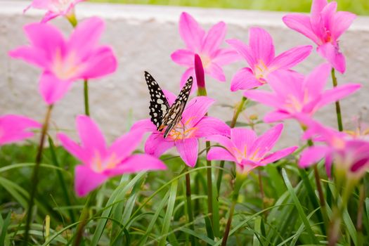 Beautiful Butterfly on Colorful Flower, nature background