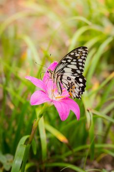 Beautiful Butterfly on Colorful Flower, nature background