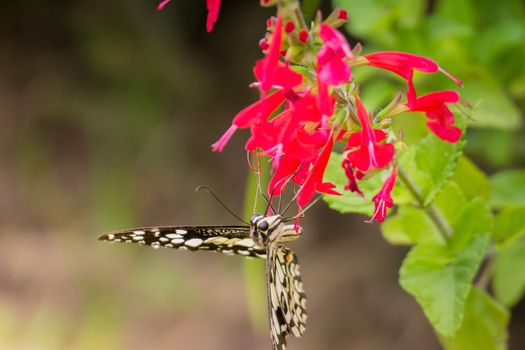 Beautiful Butterfly on Colorful Flower, nature background