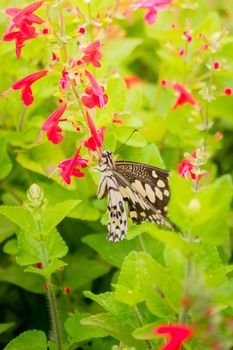 Beautiful Butterfly on Colorful Flower, nature background