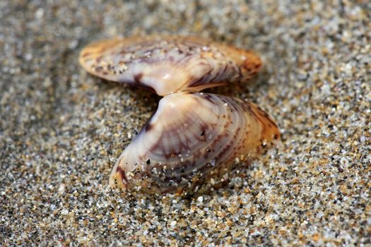 Mollusc bowl of the shellfish on sand macro