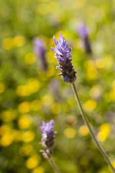 Lavander flowers under the sun in yellow back gorund