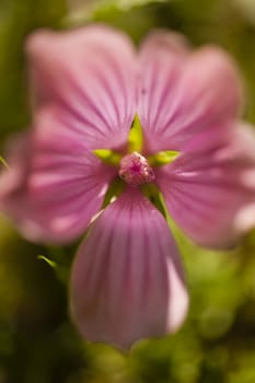 Inside of the mallow flower, Mauve purple color