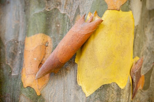 Bark detail of Pseudocydonia sinensis, Chinese quince, deciduous  tree in family Rosaceae, native to eastern Asia in China.