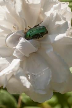 Cetonia aurata, chafer, green rose beetle, on white flower