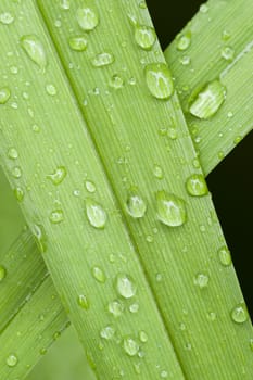 dew drops on blades of green grass
