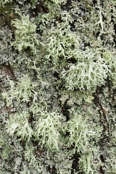 Lichen organisms growing on wood and stone