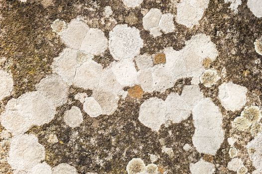 Lichen organisms growing on wood and stone