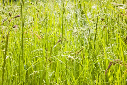 Spikes of wild corn in the middle of a green grass