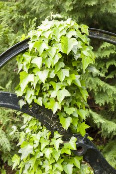 Hedera leavs, commonly called ivy, evergreen climbing or ground-creeping woody plants in the family Araliaceae