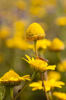 Red insect on yellow daisy flower field collecting nectar and pollen